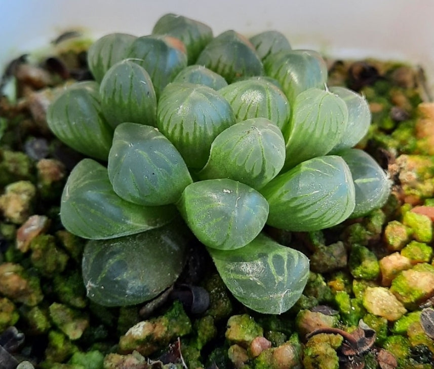 Haworthia cooperi var. pilifera. 玉露(Claire Shop Succulents)