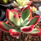 Echeveria pulvinata 'Ruby Blush' 錦晃星(Claire Shop Australia Succulents)