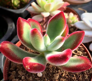 Echeveria pulvinata 'Ruby Blush' 錦晃星(Claire Shop Australia Succulents)