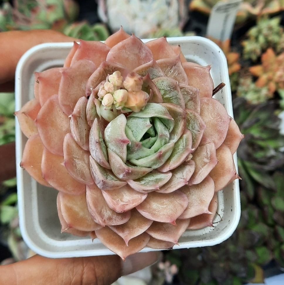 ECHEVERIA ONSLOW 昂斯洛/昂斯諾 (Claire Shop Australis Succulents