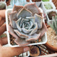 Echeveria Lucila 露西娜 (Claire Shop Australia Succulents)