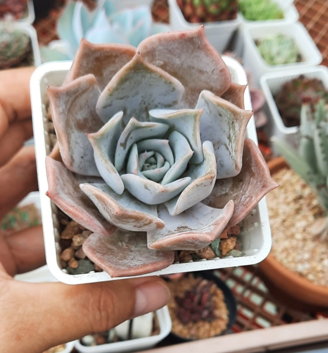 Echeveria Lucila 露西娜 (Claire Shop Australia Succulents)