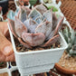 Echeveria Lucila 露西娜 (Claire Shop Australia Succulents)