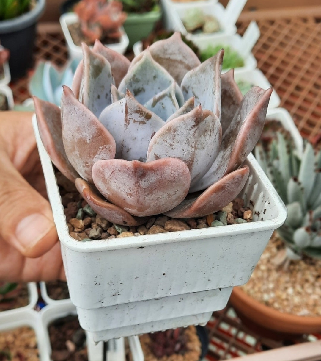 Echeveria Lucila 露西娜 (Claire Shop Australia Succulents)