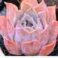 Echeveria Lucila 露西娜 (Claire Shop Australia Succulents)