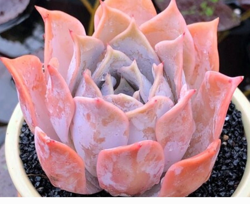 Echeveria Lucila 露西娜 (Claire Shop Australia Succulents)