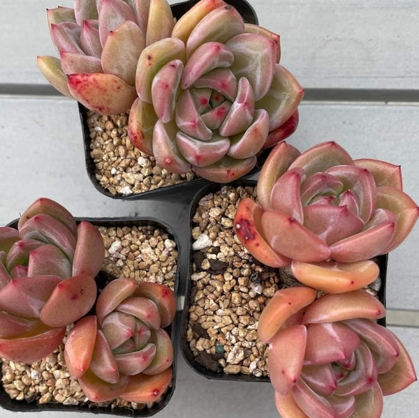 Echeveria orange Q Champagne double heads 雙頭Q橙香檳