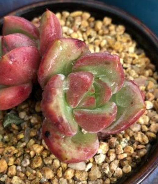 Echeveria orange Q Champagne double heads 雙頭Q橙香檳