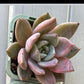 Echeveria pink Champagne 粉香 Claire Shop Australis Succulents