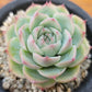 Echeveria Silhouette
 シルエット 側影 Claire Shop Succulents