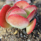 Kalanchoe thyrsiflora flapjack 唐印 Claire Shop Australia Succulents