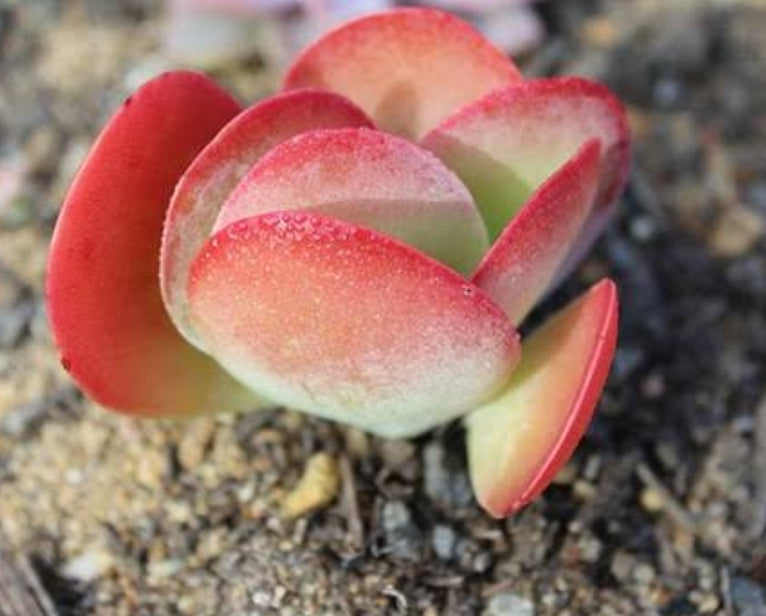 Kalanchoe thyrsiflora flapjack 唐印 Claire Shop Australia Succulents