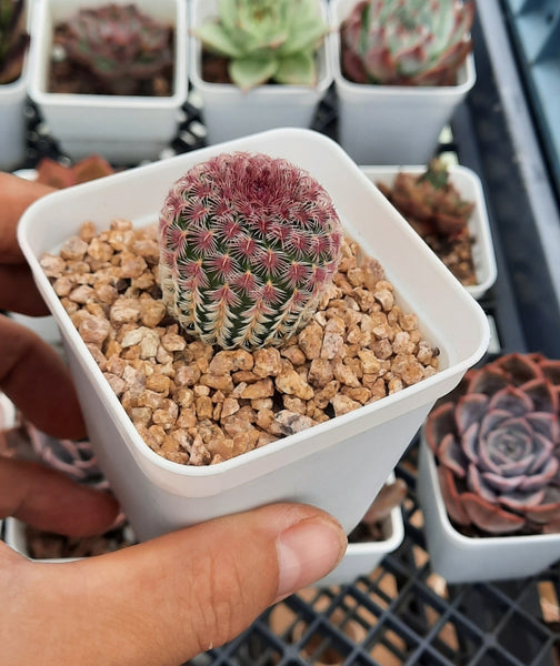 Cactus,Echinocereus rigidissimus ssp rubrispinus - Rainbow Cactus 紅太陽(Claire＆Succulents＆cactus