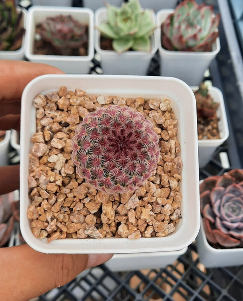 Cactus,Echinocereus rigidissimus ssp rubrispinus - Rainbow Cactus 紅太陽(Claire＆Succulents＆cactus