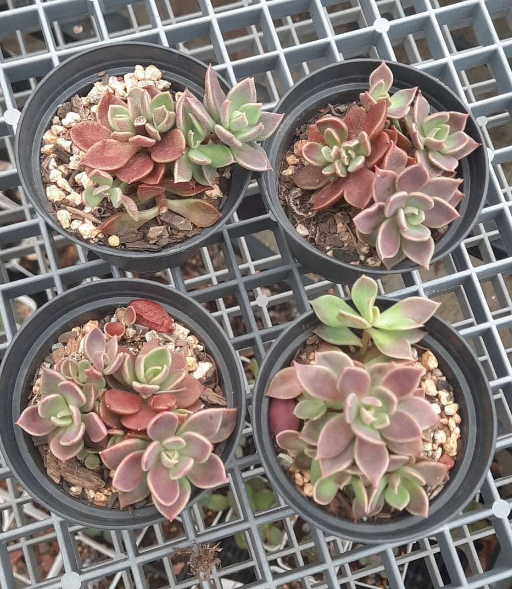 Sinocrassula Indica インディカ 墨心/茵地卡 (Claire Shop Australia Succulents)