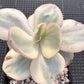 Echeveria Suyon variegated 秀妍錦 (Claire Shop Australia Succulents)