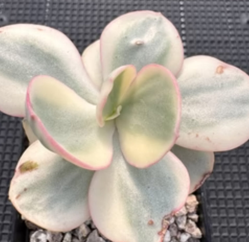 Echeveria Suyon variegated 秀妍錦 (Claire Shop Australia Succulents)