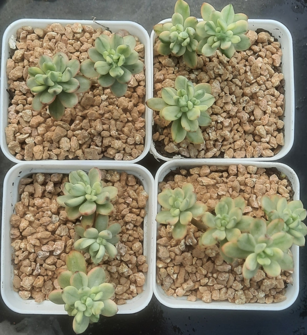 Sedum 'Jelly Bean Mickey' variegata 米奇錦 Succulents