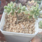 Sedum 'Jelly Bean Mickey' variegata 米奇錦 Succulents