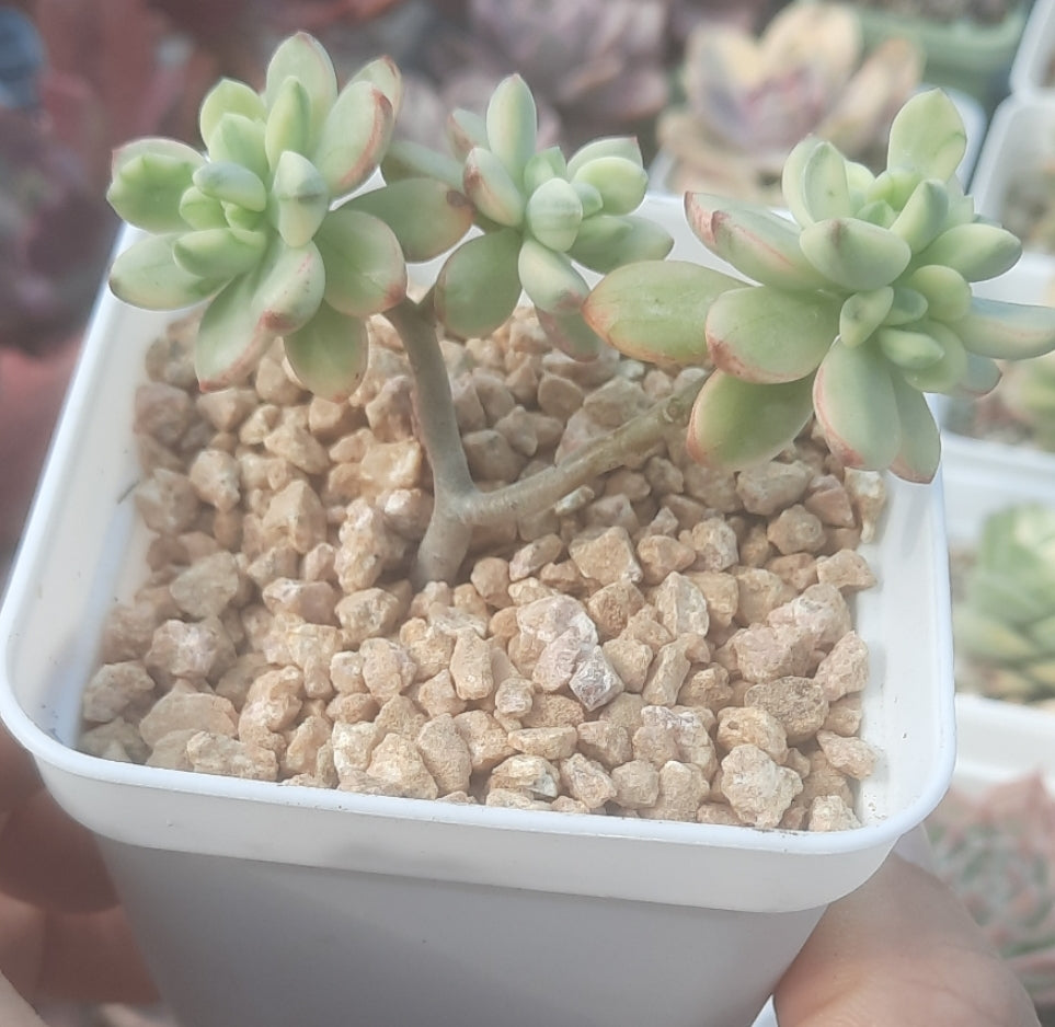 Sedum 'Jelly Bean Mickey' variegata 米奇錦 Succulents