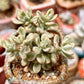 Sedum 'Jelly Bean Mickey' variegata 米奇錦 Succulents