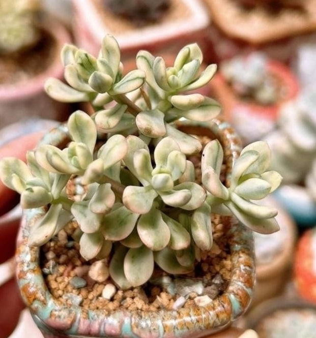 Sedum 'Jelly Bean Mickey' variegata 米奇錦 Succulents