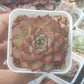 Echeveria red Queen 紅女王 (Claire Shop Australis Succulents