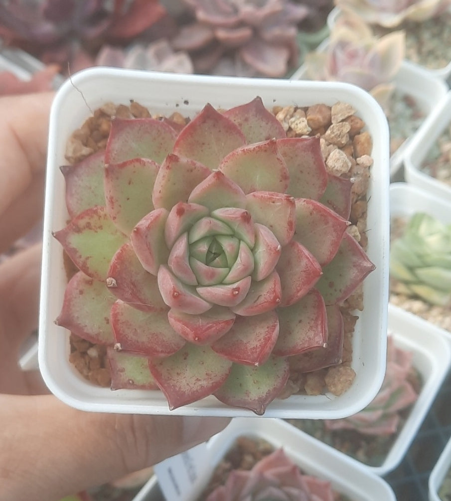 Echeveria red Queen 紅女王 (Claire Shop Australis Succulents