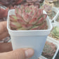 Echeveria red Queen 紅女王 (Claire Shop Australis Succulents