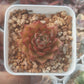 Echeveria red Queen 紅女王 (Claire Shop Australis Succulents