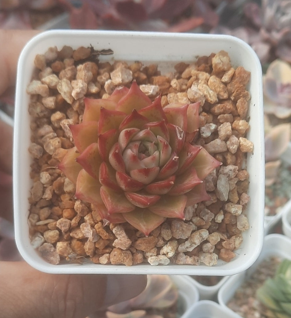 Echeveria red Queen 紅女王 (Claire Shop Australis Succulents