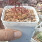 Echeveria red Queen 紅女王 (Claire Shop Australis Succulents