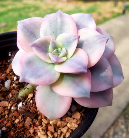 Graptopetalum Purple Delight Variegated 紫樂錦 (Claire Shop Australis Succulents