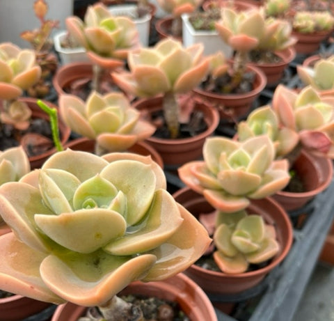 (Cutting) Echeveria Derex 德雷 剪支無根(Claire shop succulents Australia)