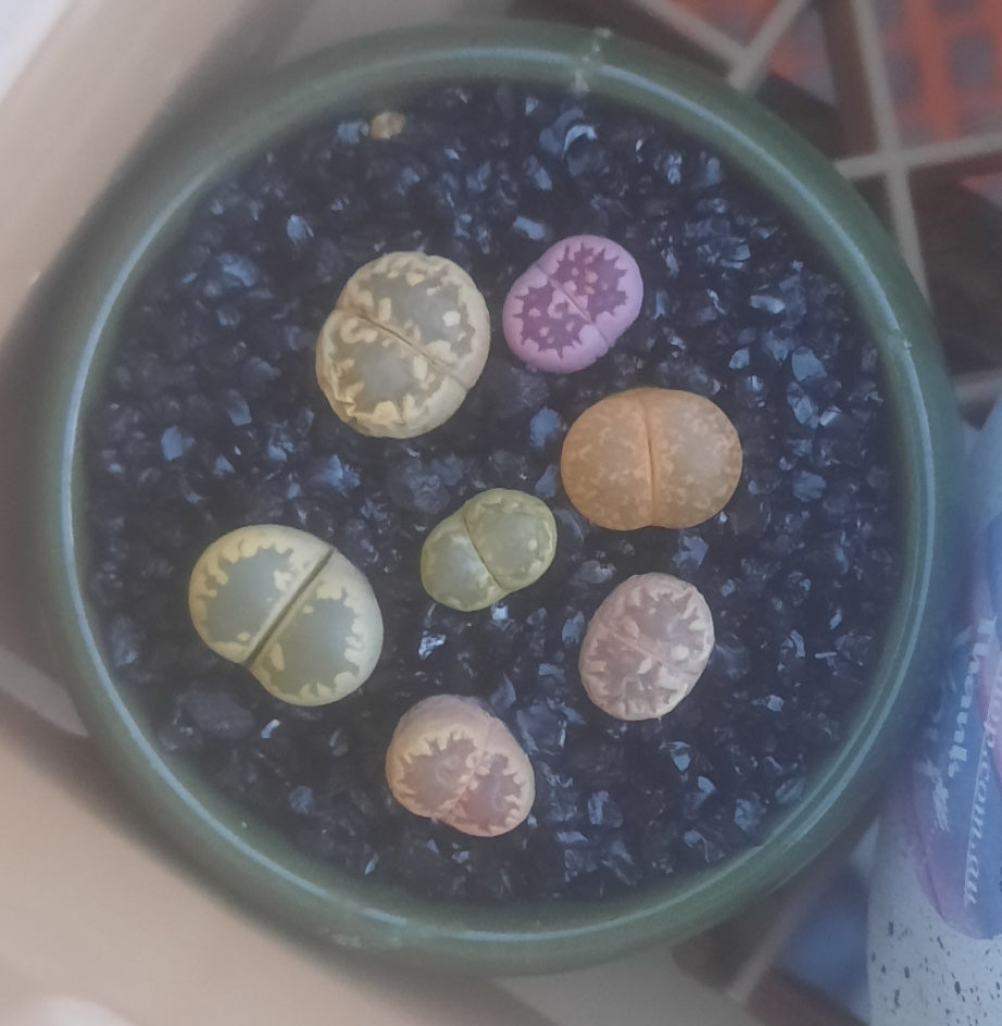 Lithops Random 5-8 plants リトープス (Living Stones) 石頭玉 屁屁 Succulents