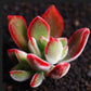 Echeveria pulvinata 'Ruby Blush' 錦晃星(Claire Shop Australia Succulents)