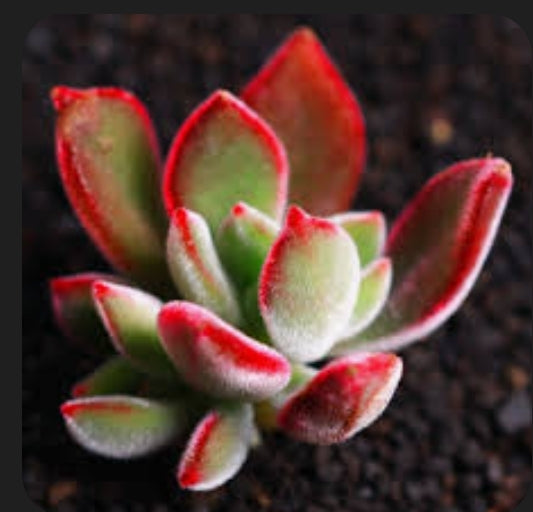 Echeveria pulvinata 'Ruby Blush' 錦晃星(Claire Shop Australia Succulents)