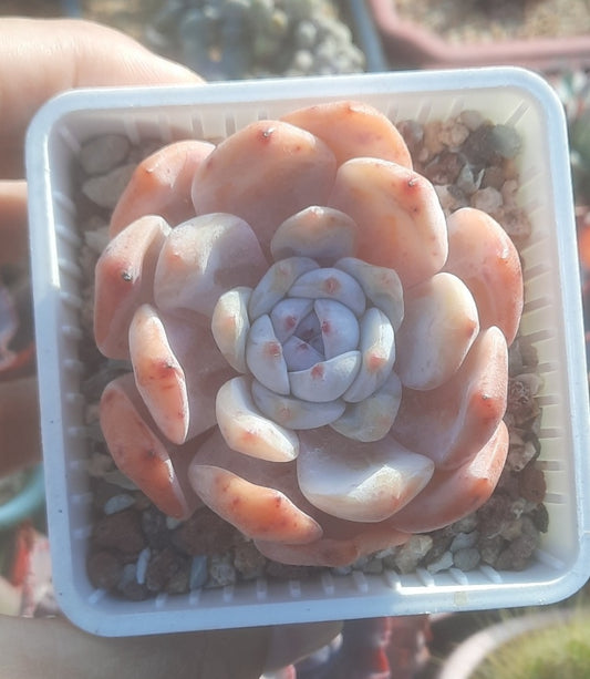 Echeveria Orange Monroe モンロー 橙夢露 Claire Shop Australis Succulents