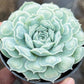 Echeveria Hearts Choice 雨滴財路 (Claire Shop Australis Succulents