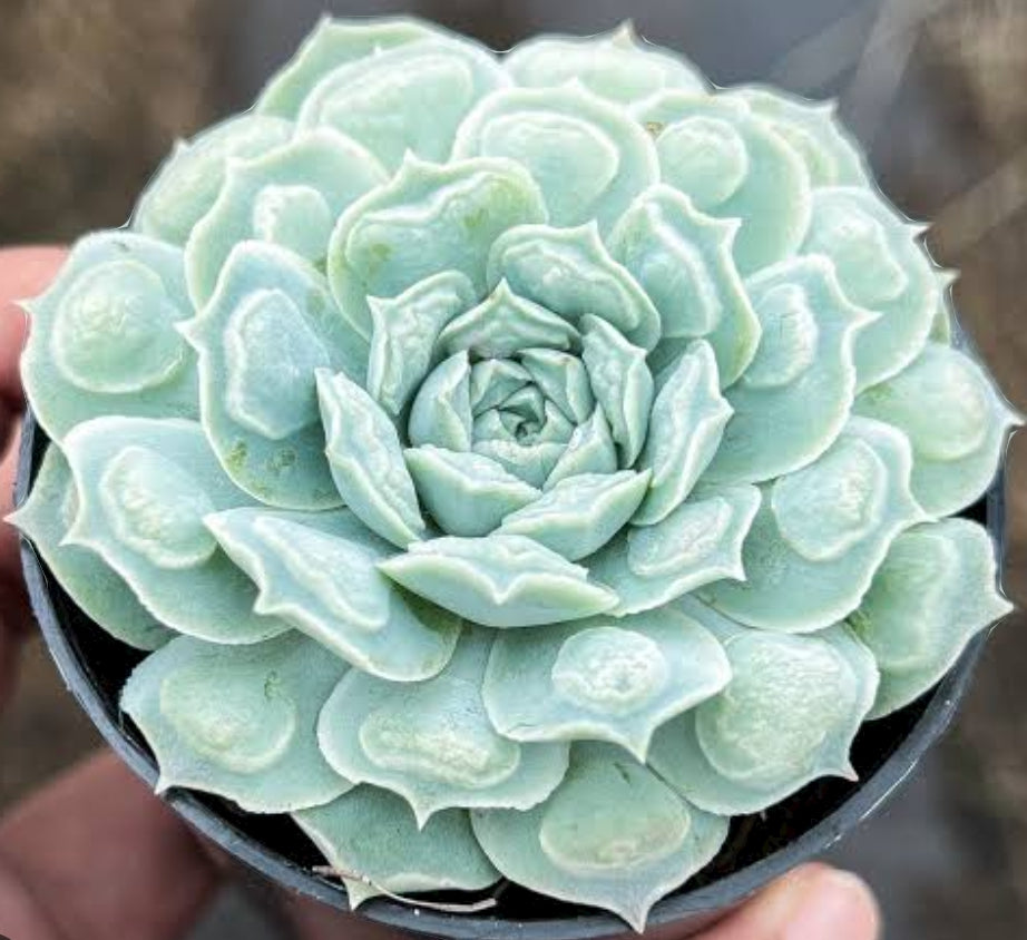 Echeveria Hearts Choice 雨滴財路 (Claire Shop Australis Succulents