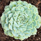 Echeveria Hearts Choice 雨滴財路 (Claire Shop Australis Succulents