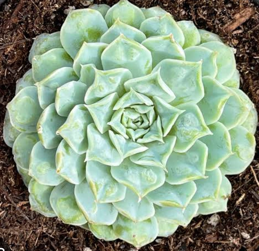 Echeveria Hearts Choice 雨滴財路 (Claire Shop Australis Succulents