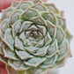 Echeveria Hearts Choice 雨滴財路 (Claire Shop Australis Succulents