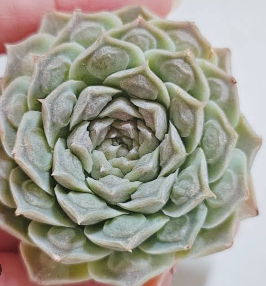 Echeveria Hearts Choice 雨滴財路 (Claire Shop Australis Succulents