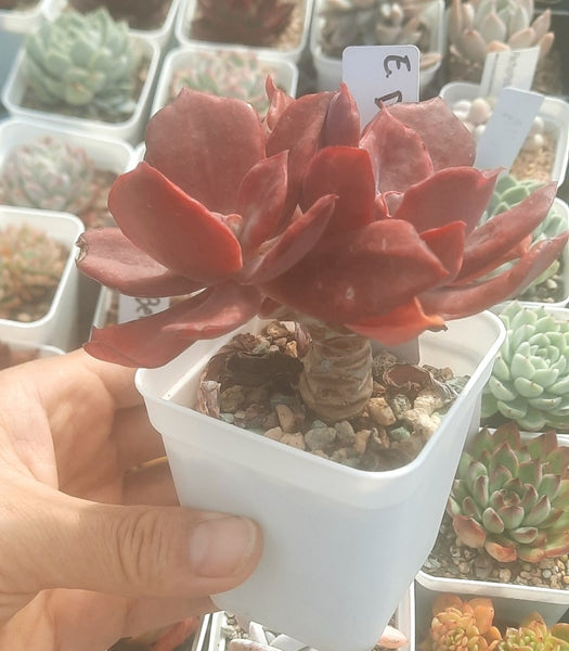 (One available) Echeveria Diamond State
Variegated 鑽石州 Claire Shop Australia Succulents