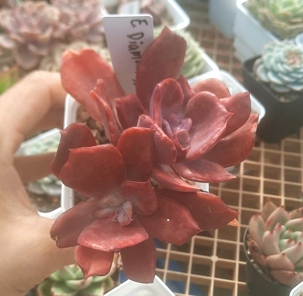 (One available) Echeveria Diamond State
Variegated 鑽石州 Claire Shop Australia Succulents