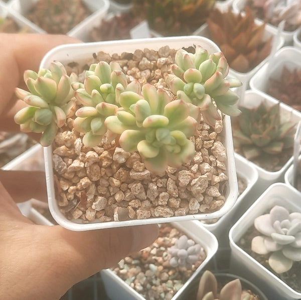 (One available) A1 Sedum 'Jelly Bean Mickey' variegata 米奇錦 Succulents