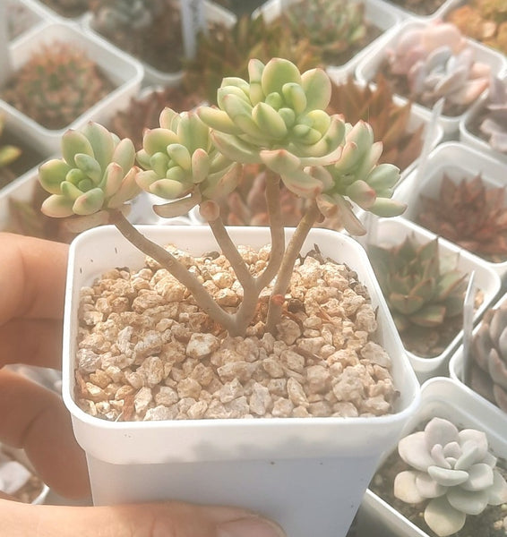 (One available) A1 Sedum 'Jelly Bean Mickey' variegata 米奇錦 Succulents