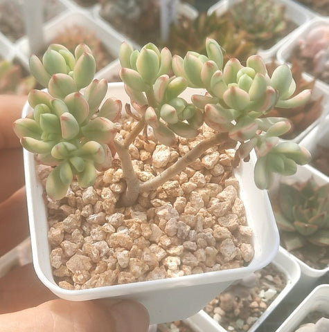 (One available) A2 Sedum 'Jelly Bean Mickey' variegata 米奇錦 Succulents