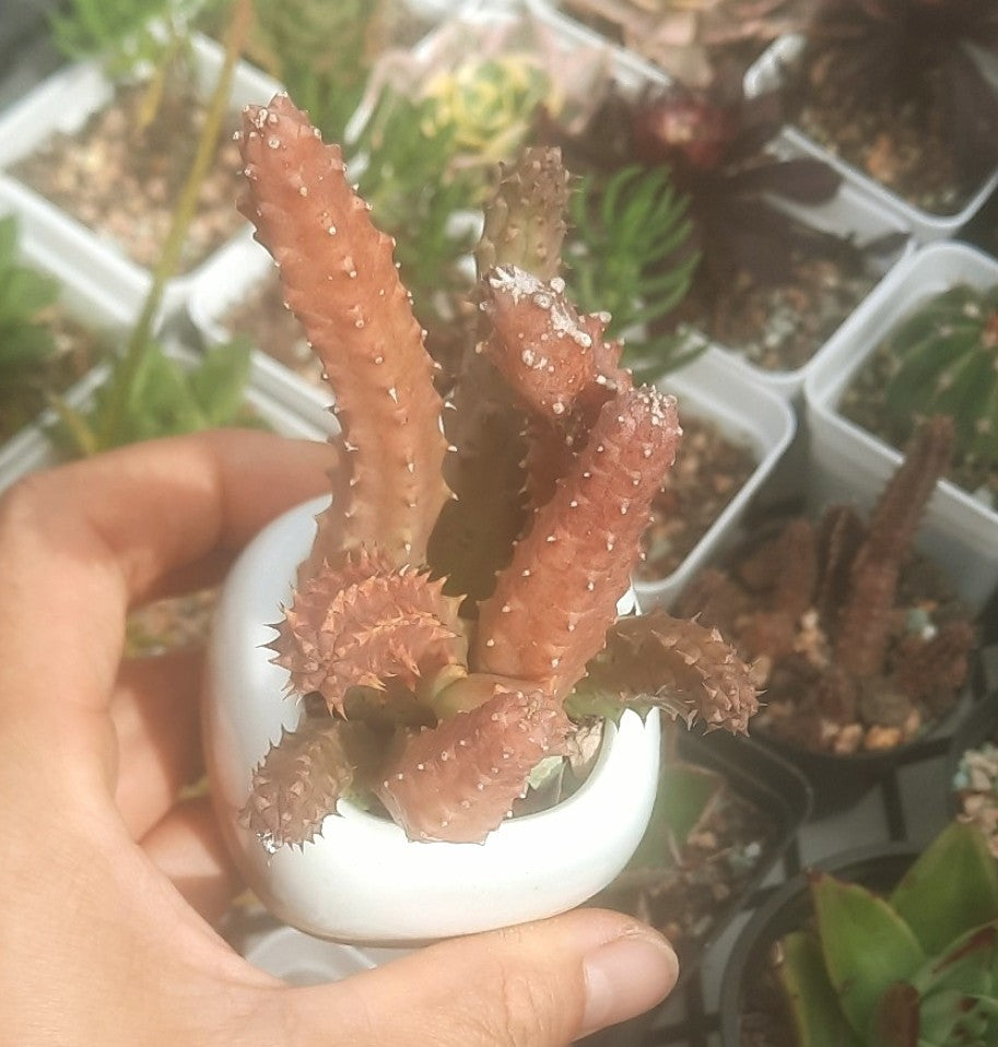 (One available) A2 pot including Cactus,Huernia Schneideriana
蘿藦科